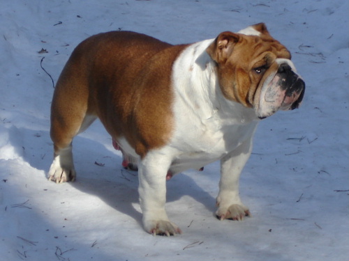 Publication : De kalinka des roches blanches