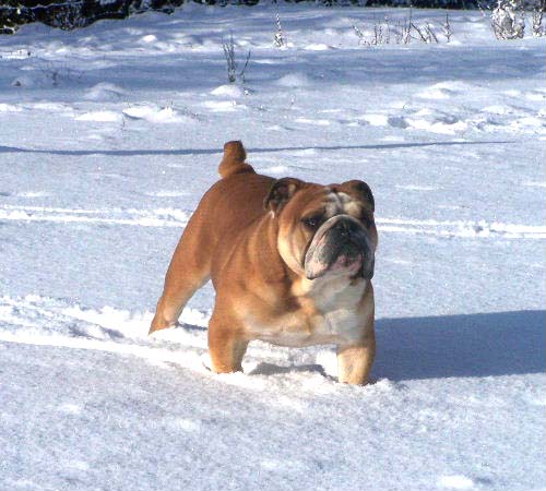 Publication : De kalinka des roches blanches Auteur : De Kalinka Des Roches Blanches