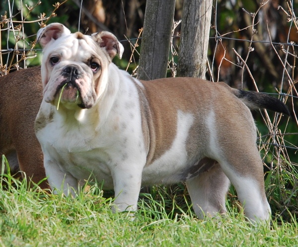 Family affair De kalinka des roches blanches