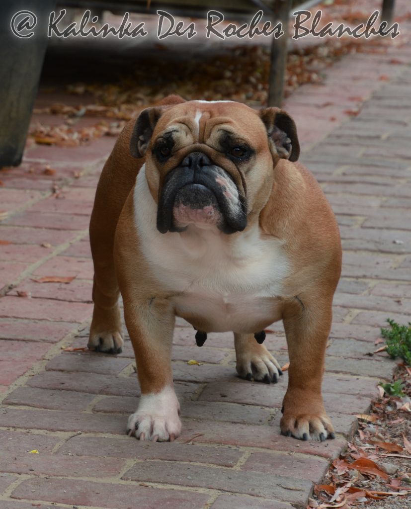 Publication : De kalinka des roches blanches Auteur : Marina Parchina