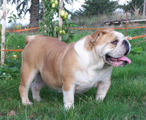 Publication : De kalinka des roches blanches