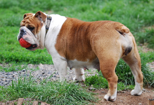 Publication : De kalinka des roches blanches