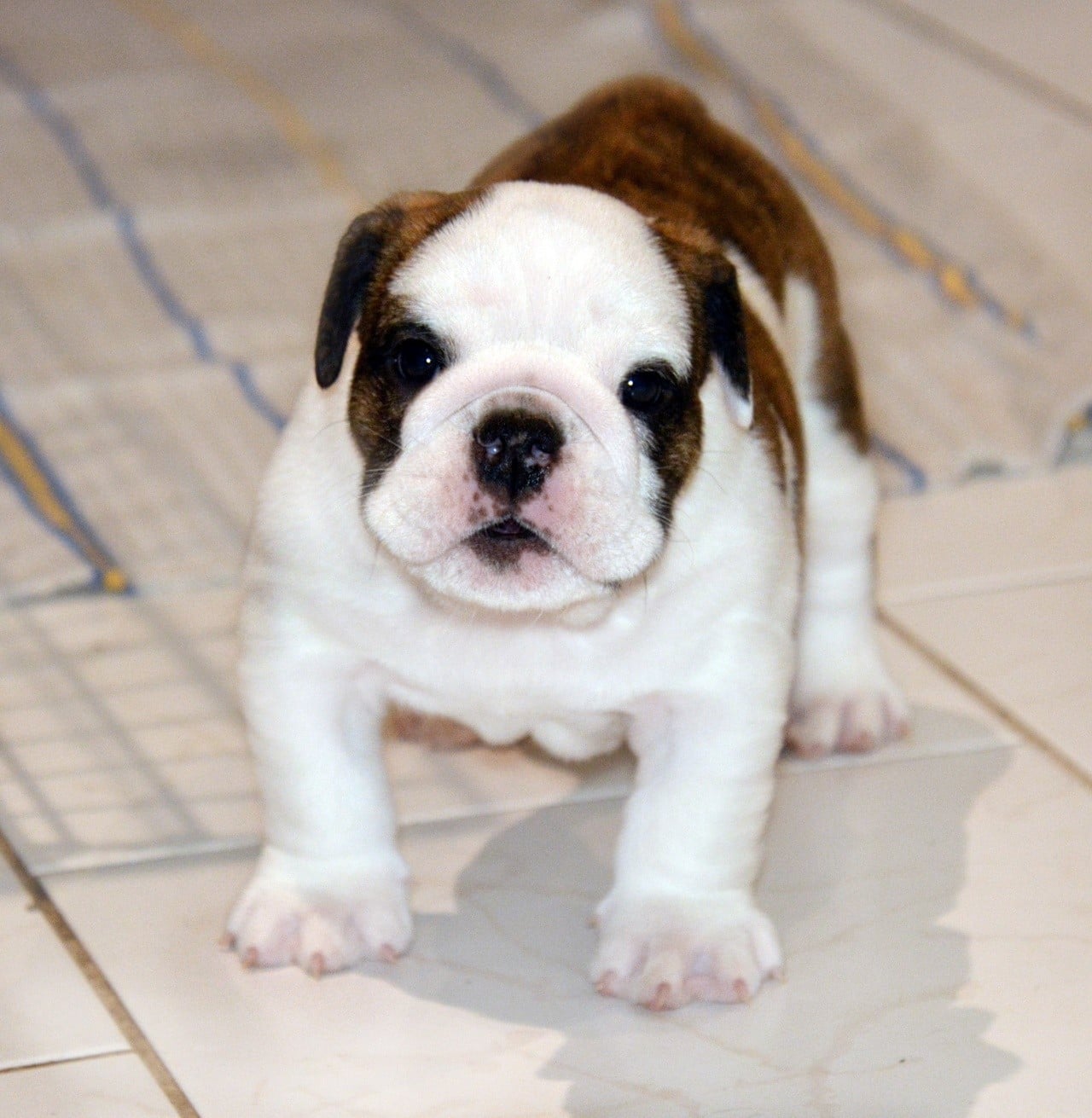 Bulldog Anglais - De kalinka des roches blanches