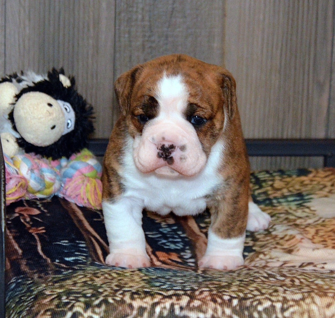 Chiot N°1