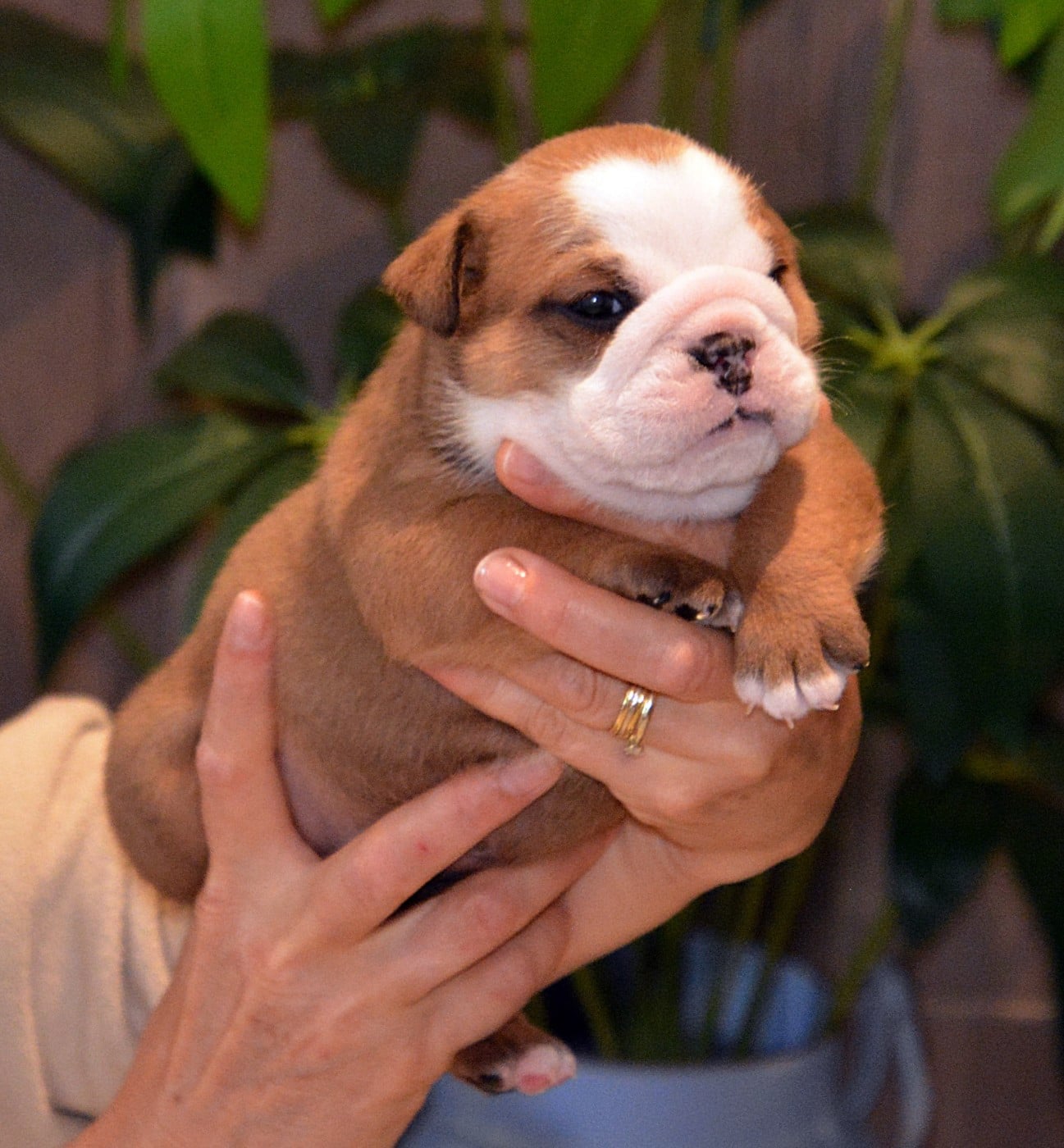 CHIOT 9