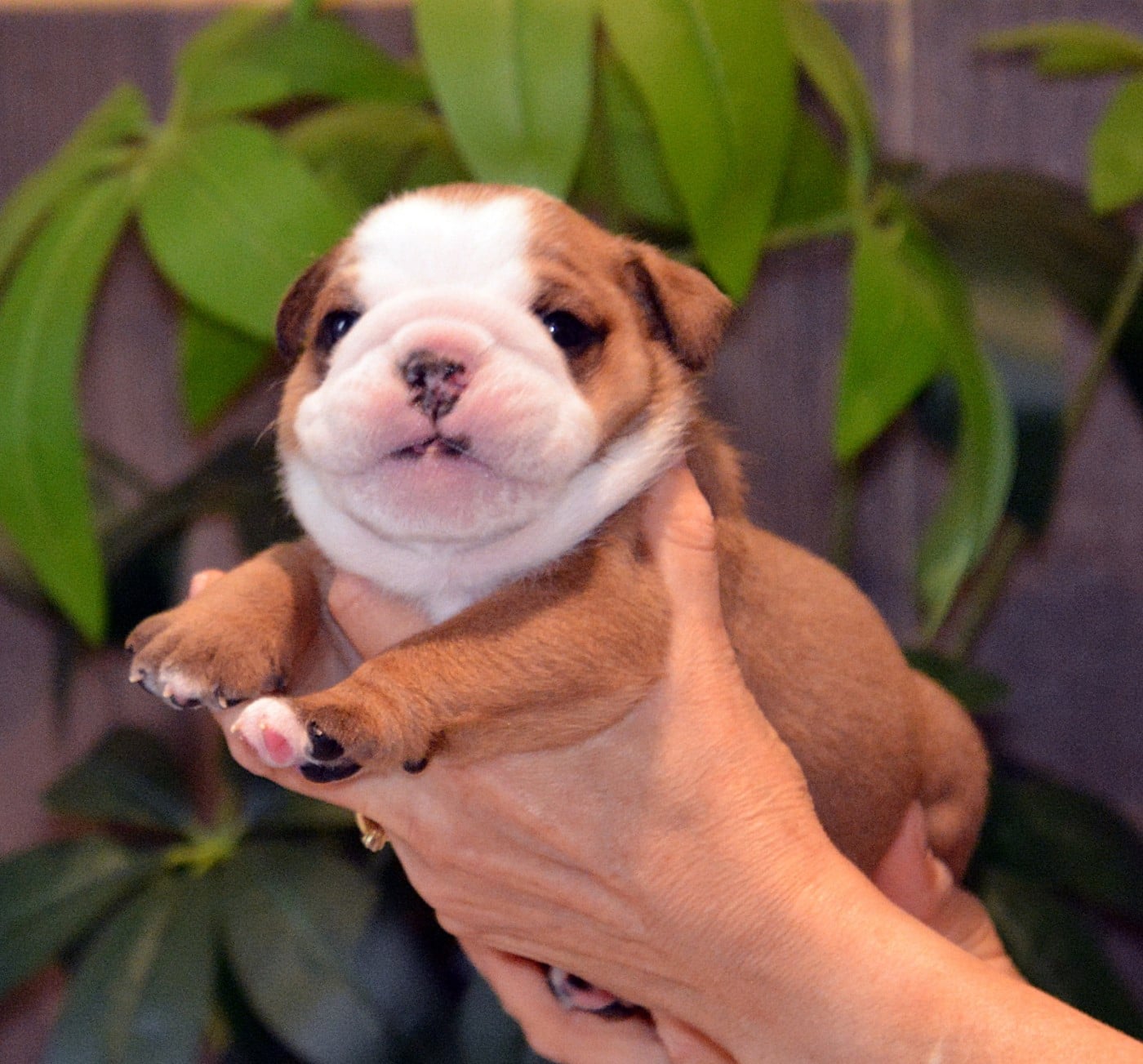 CHIOT 9
