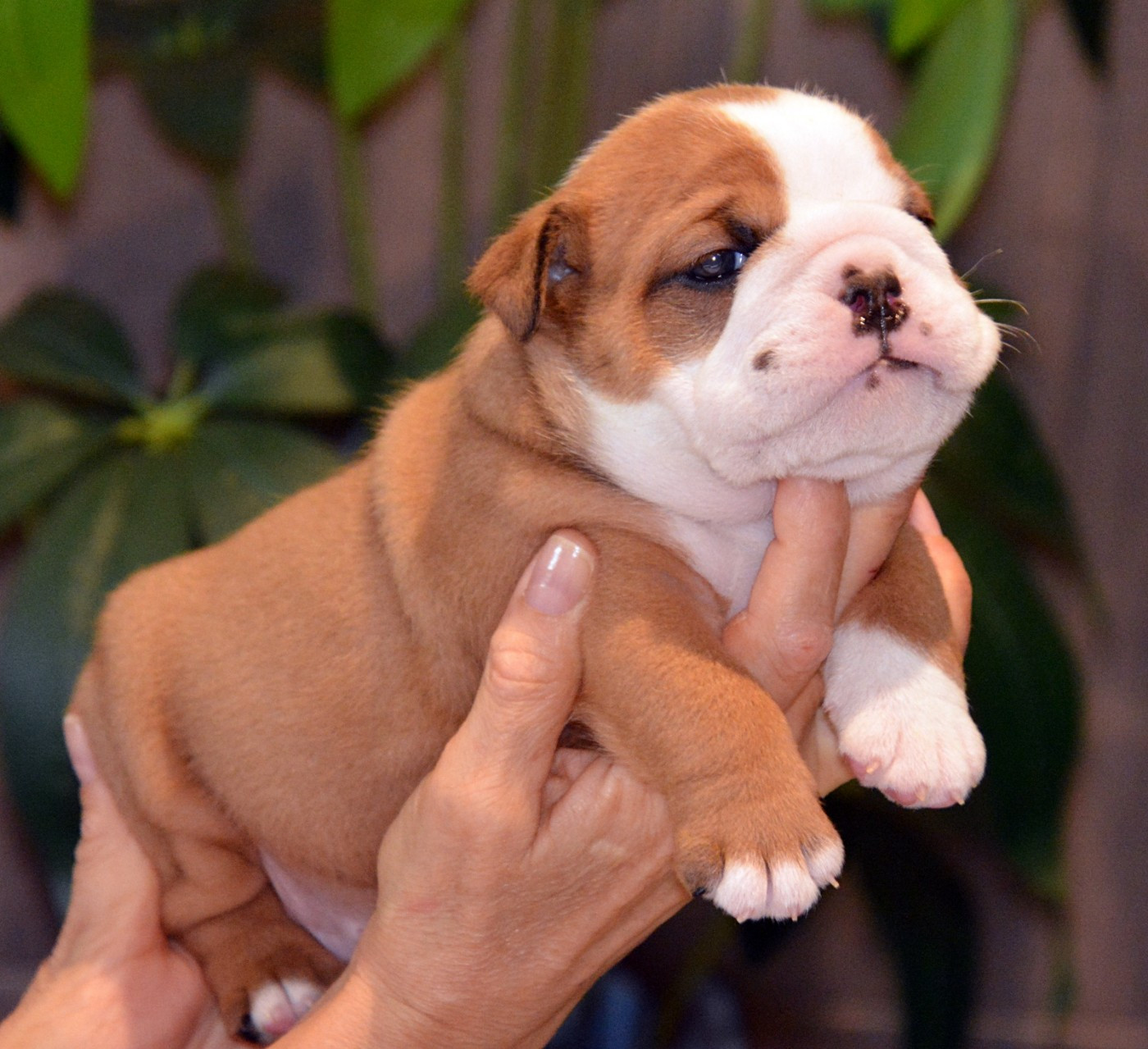CHIOT 7