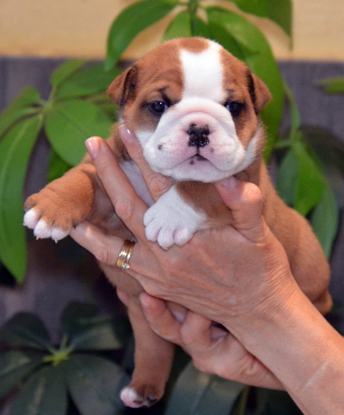 CHIOT 7
