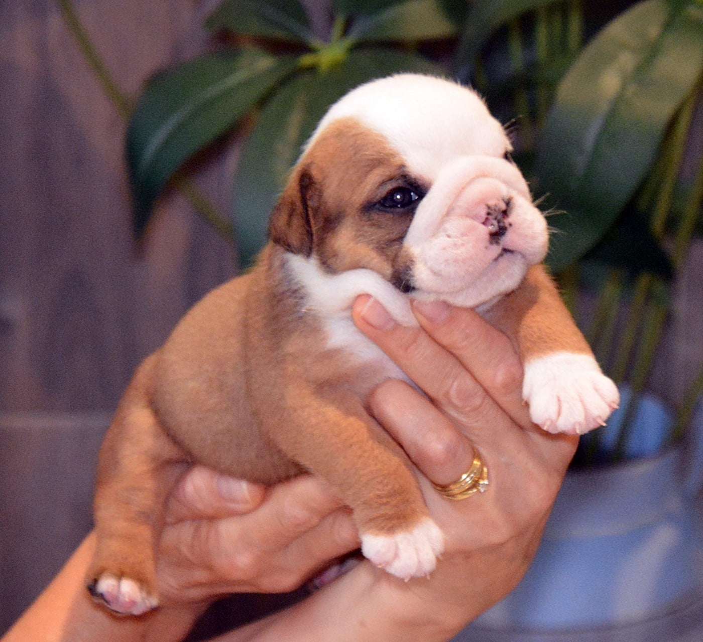 CHIOT 5