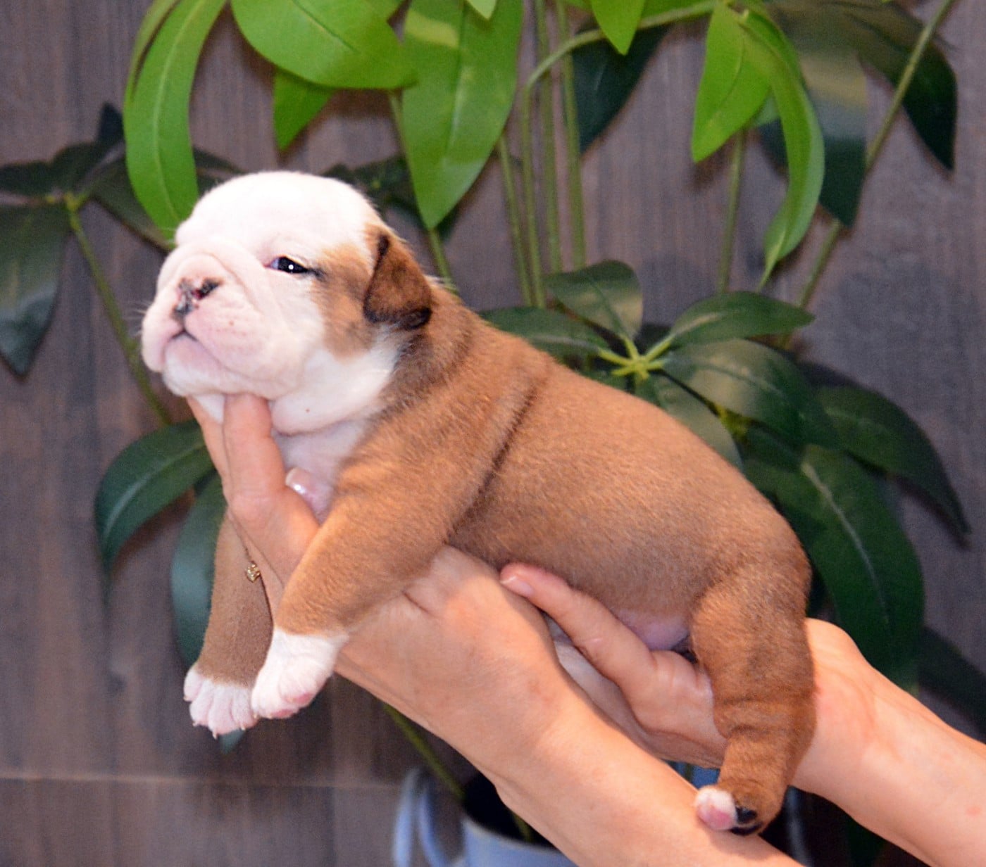 CHIOT 5