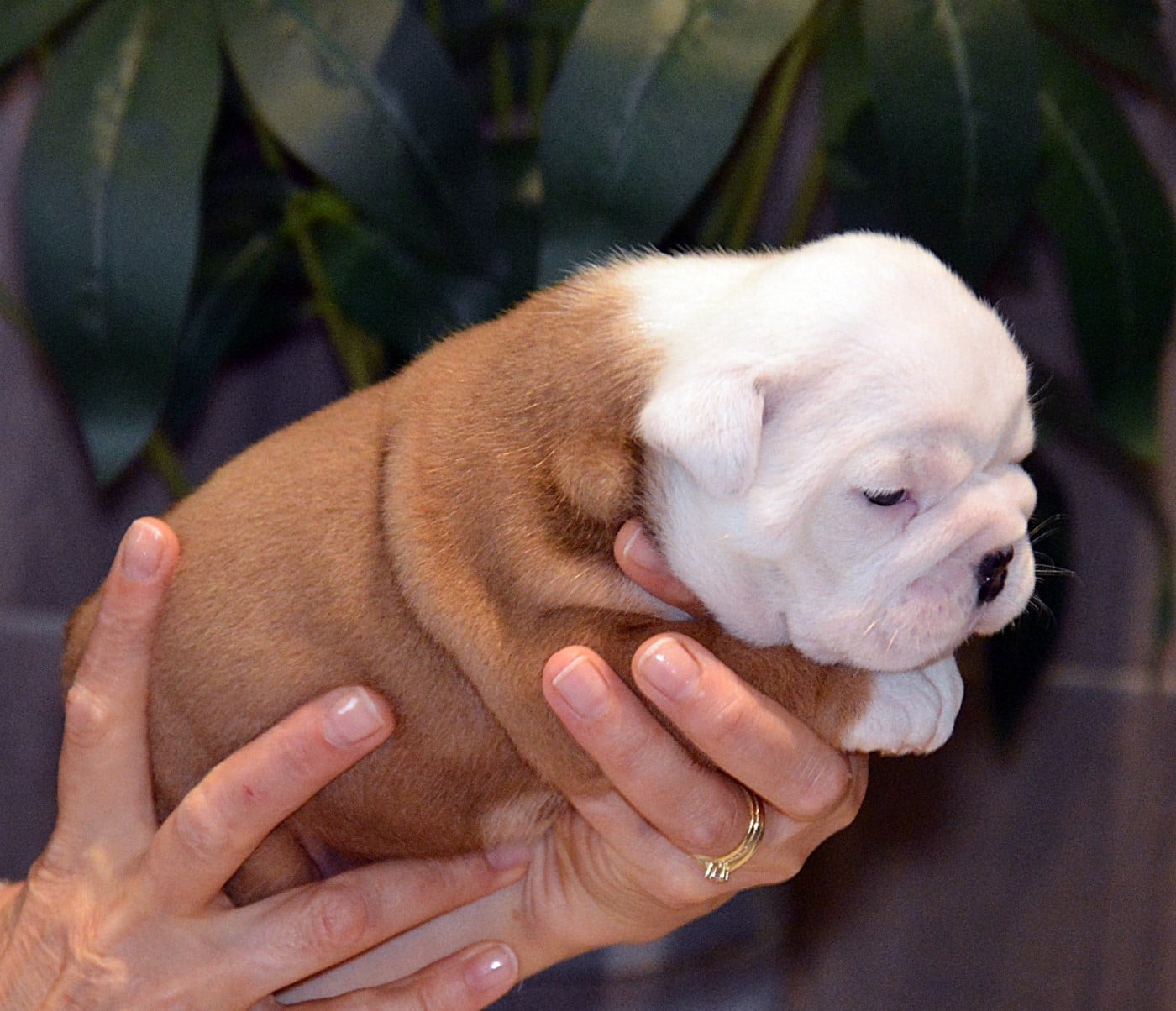 CHIOT 1