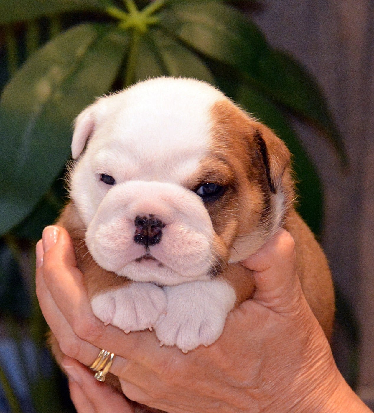 CHIOT 1