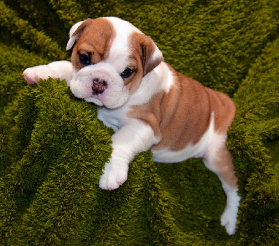 Les chiots de Bulldog Anglais