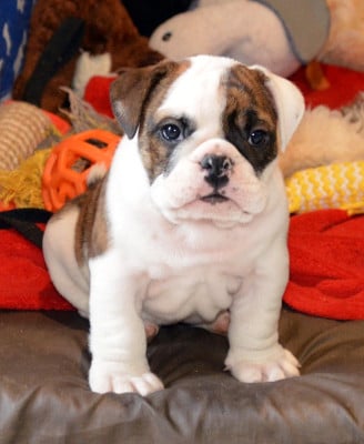 Les chiots de Bulldog Anglais