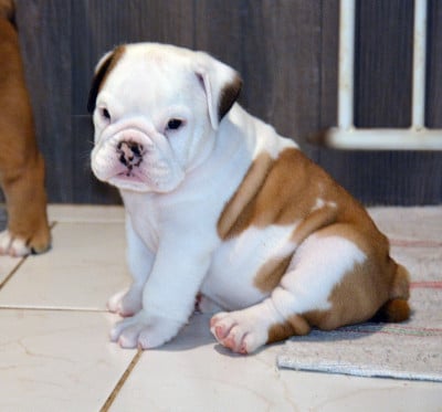 Les chiots de Bulldog Anglais