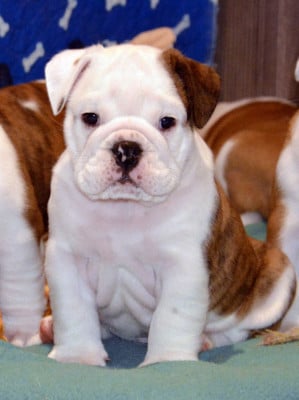 Les chiots de Bulldog Anglais