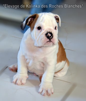 Les chiots de Bulldog Anglais