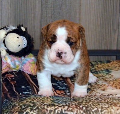 Les chiots de Bulldog continental