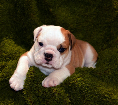 Les chiots de Bulldog Anglais