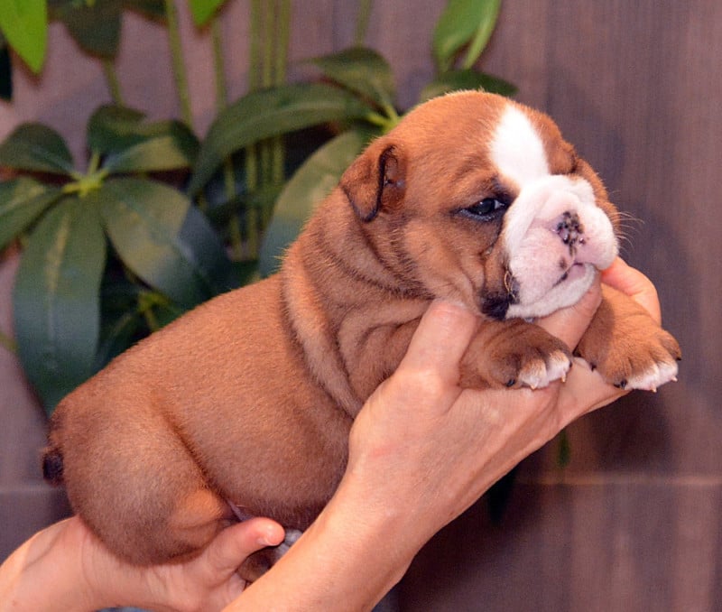 Bulldog Anglais - De kalinka des roches blanches