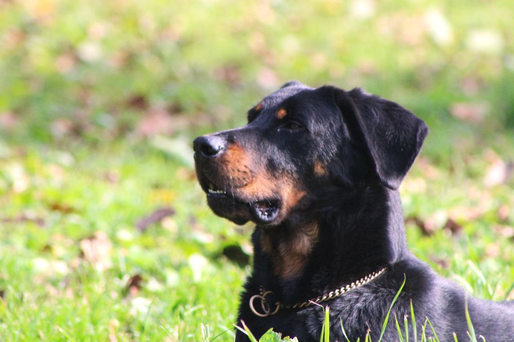 Vicomte (Sans Affixe)