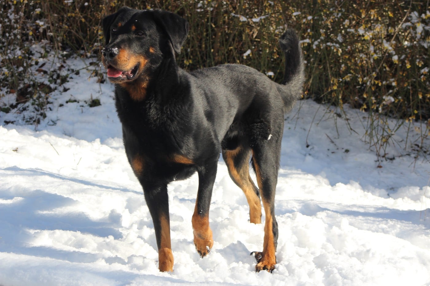 Vicomte (Sans Affixe)