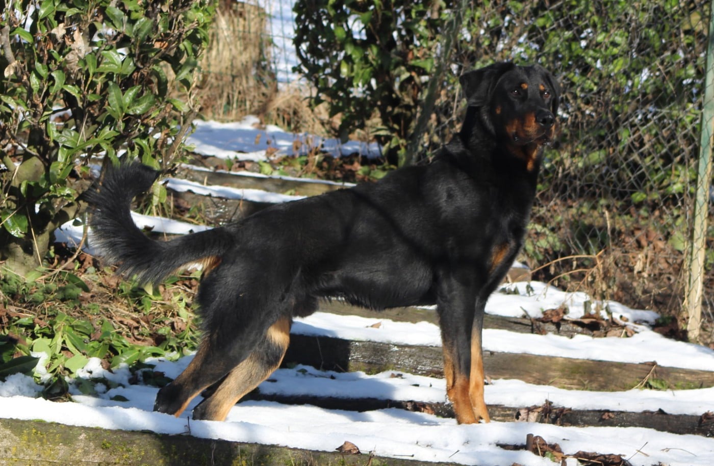 Vicomte (Sans Affixe)