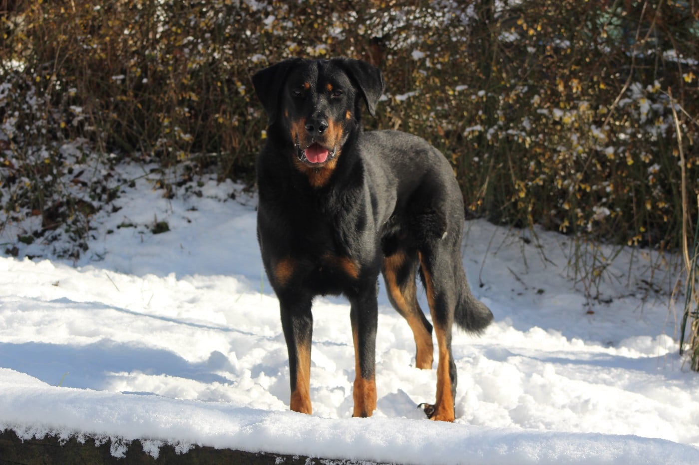 Vicomte (Sans Affixe)