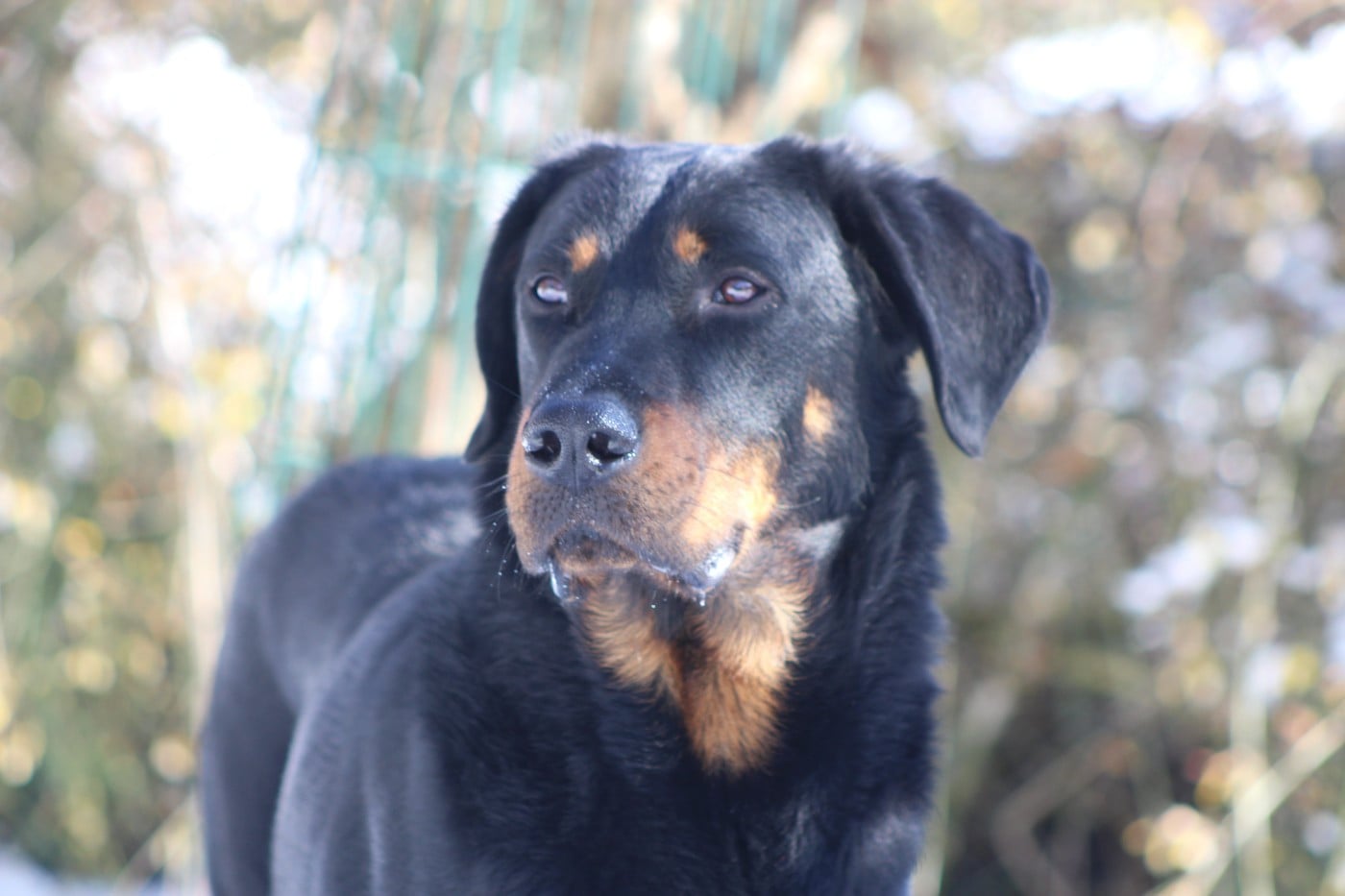 Vicomte (Sans Affixe)