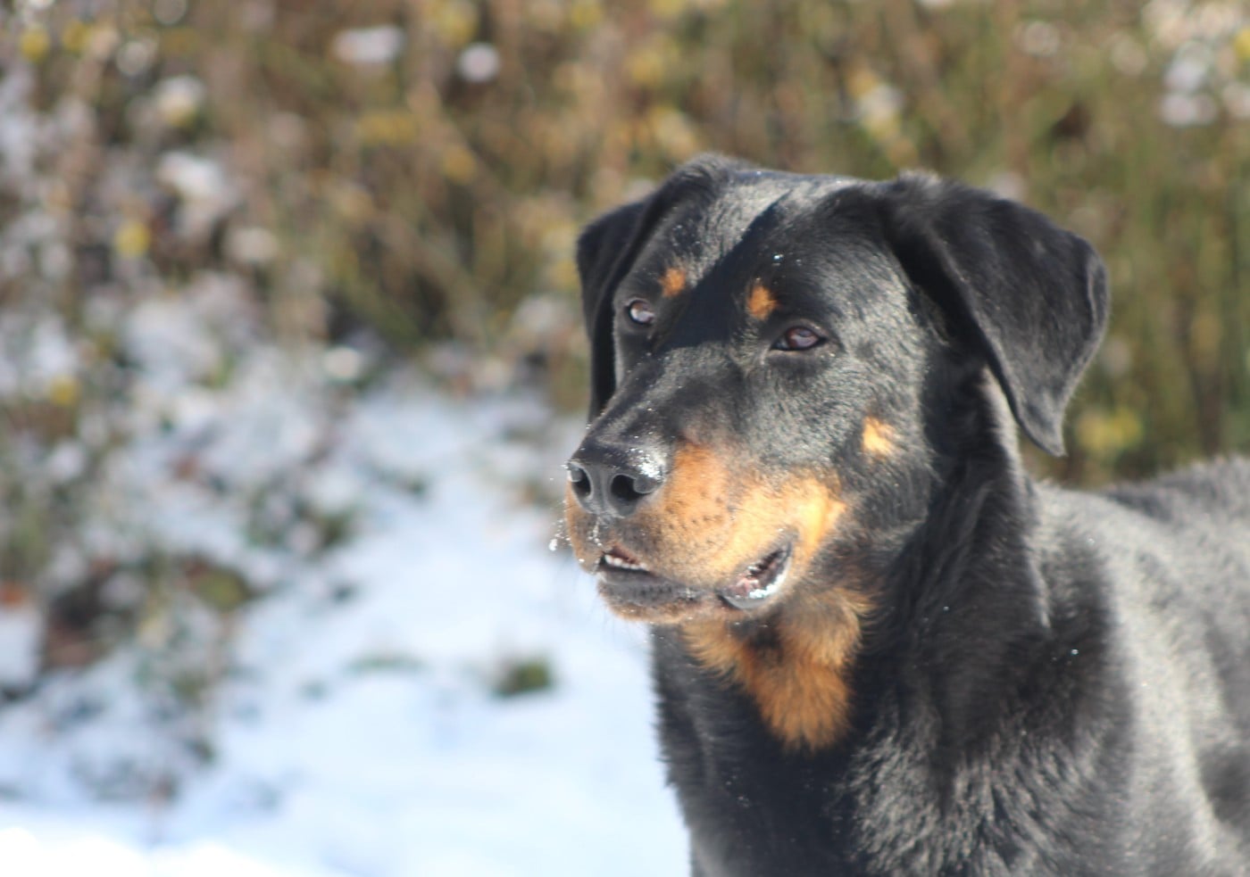 Vicomte (Sans Affixe)