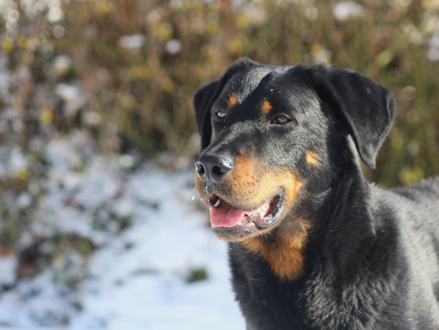 Vicomte (Sans Affixe)