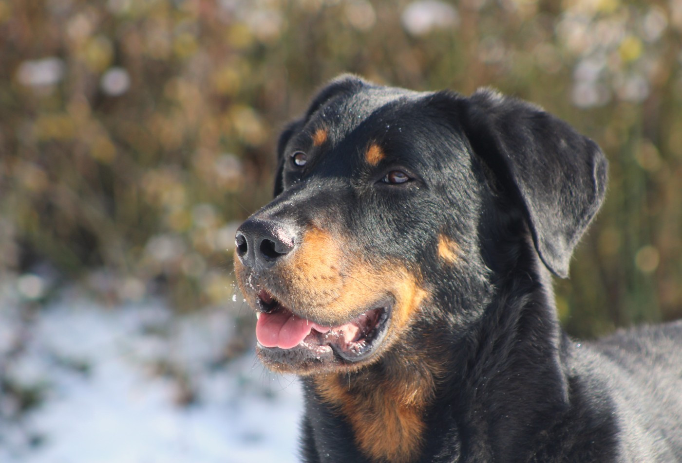 Vicomte (Sans Affixe)