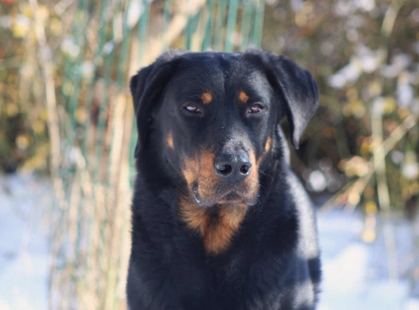 Vicomte (Sans Affixe)