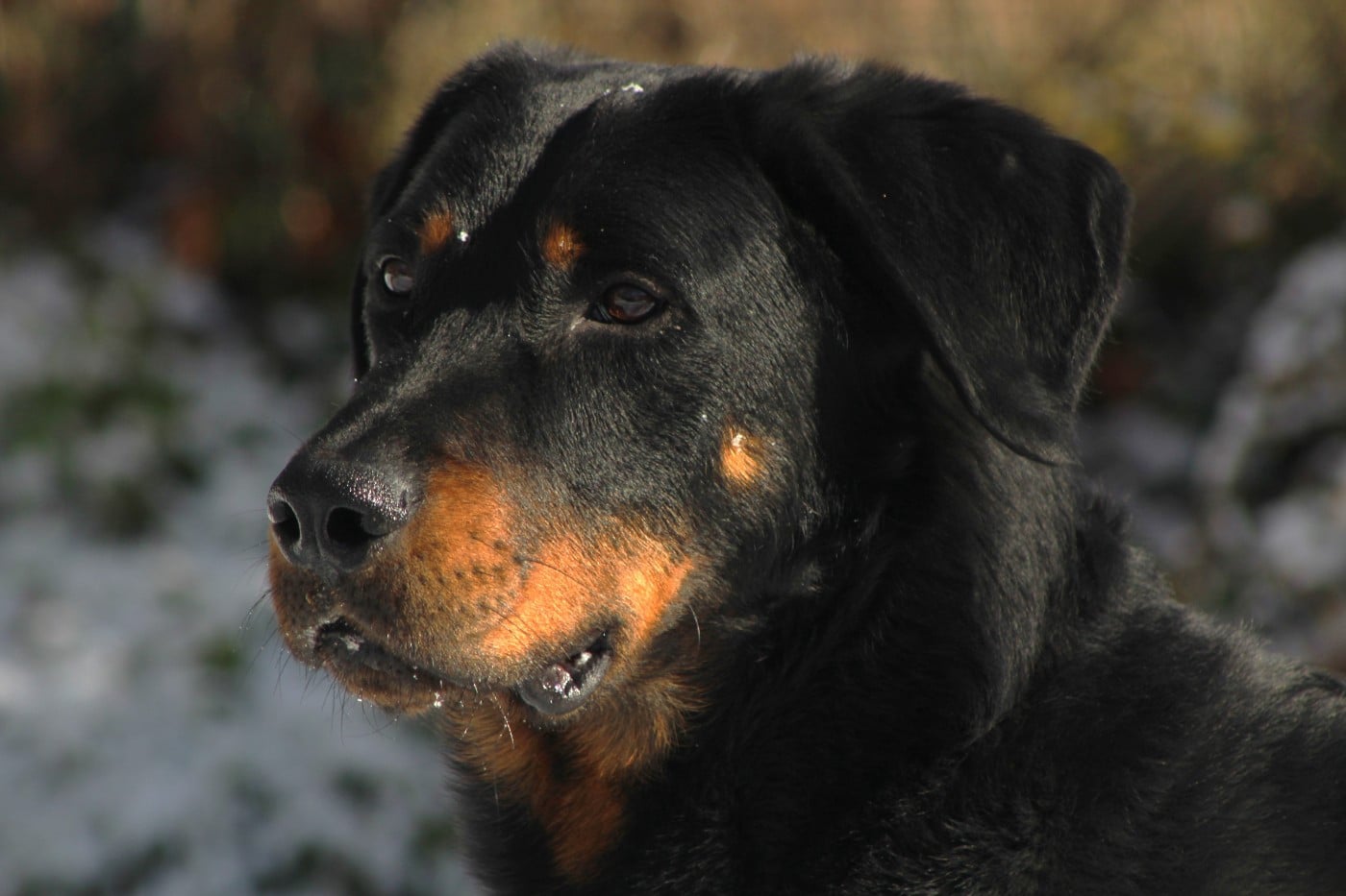 Vicomte (Sans Affixe)