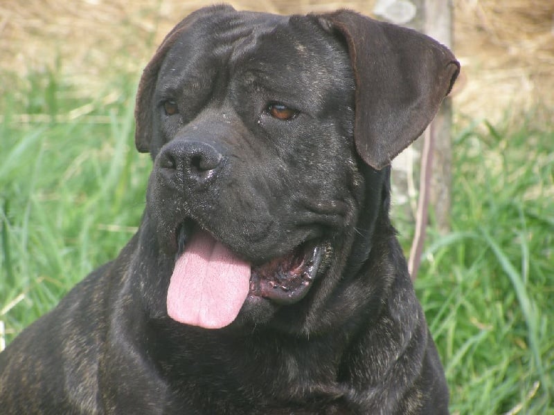 Enyo de Genevayse