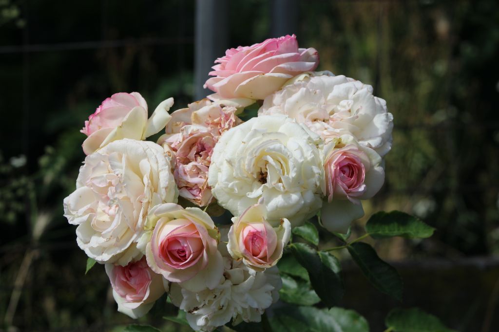 Vicomte (Sans Affixe)