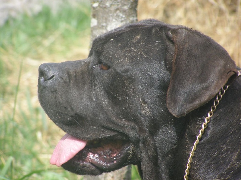 Enyo de Genevayse