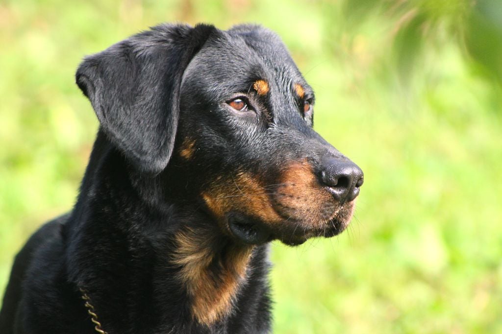 Vicomte (Sans Affixe)