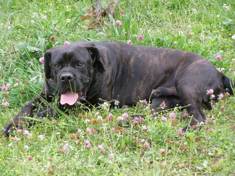 Publication : de Genevayse Auteur : Sandra DELAMARRE