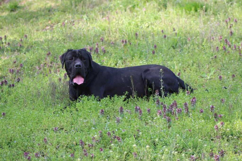 Orka de Genevayse