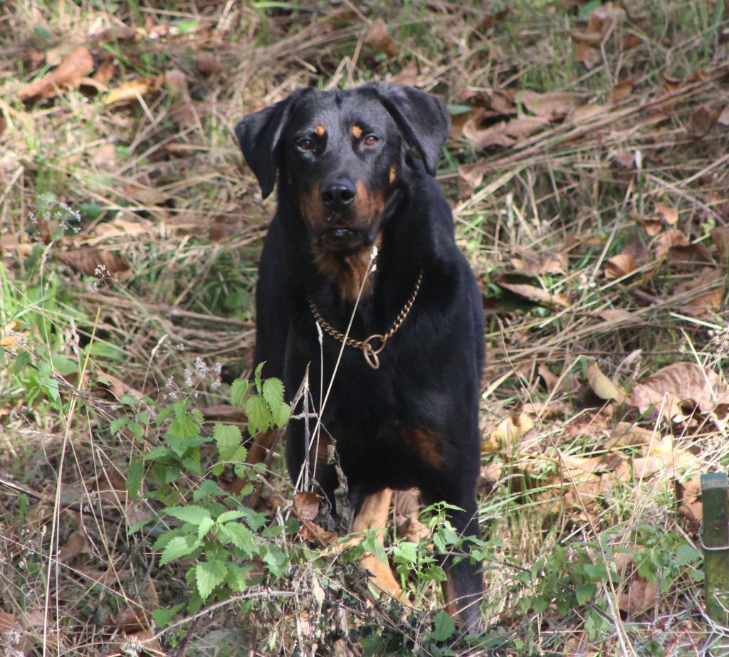 Vicomte (Sans Affixe)