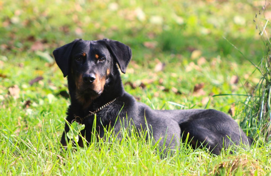 Vicomte (Sans Affixe)