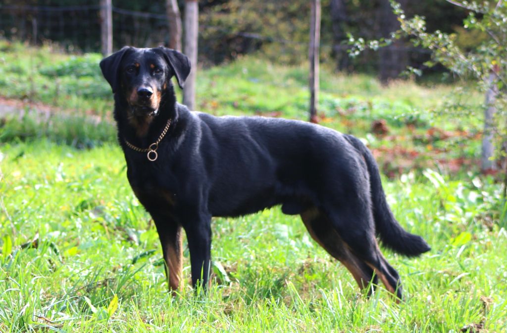 Vicomte (Sans Affixe)