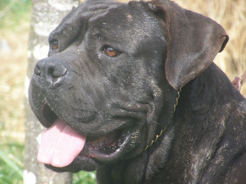 Enyo de Genevayse