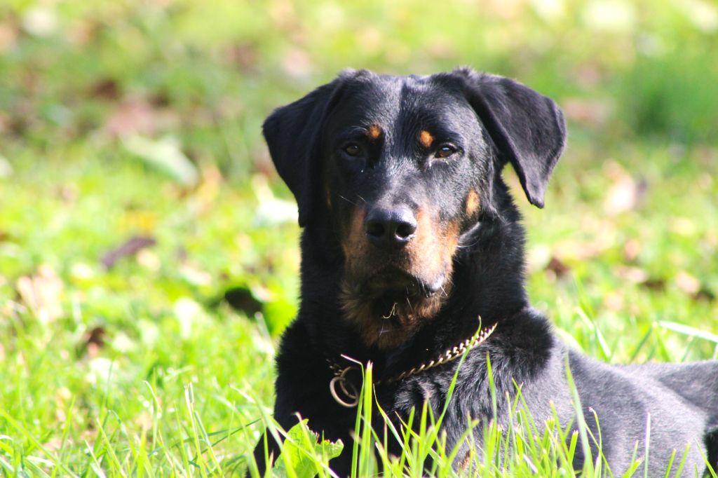 Vicomte (Sans Affixe)