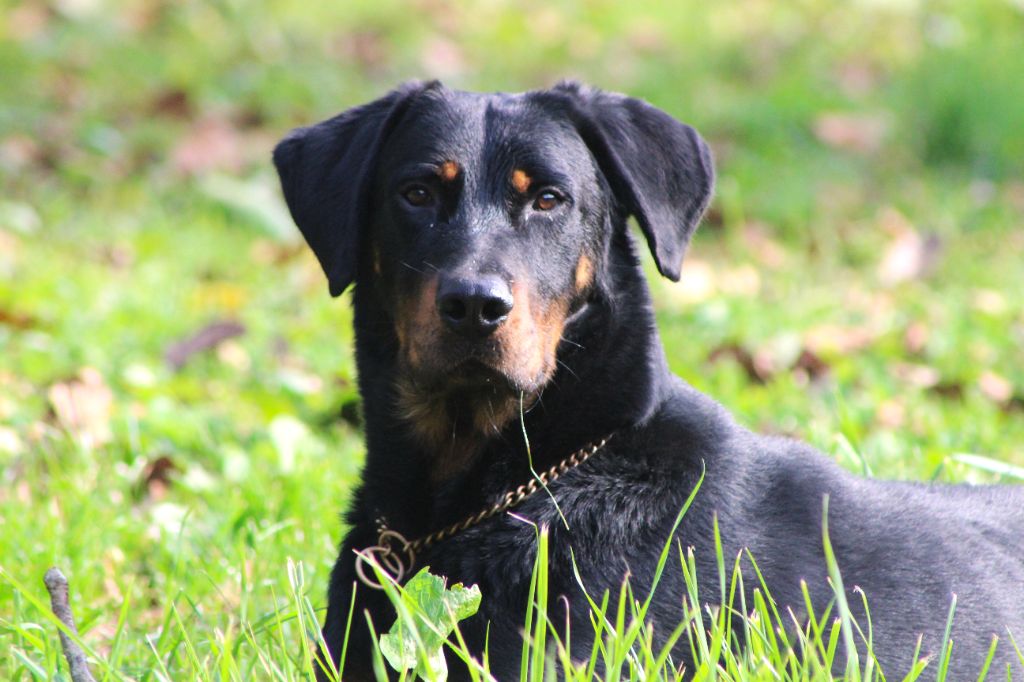 Vicomte (Sans Affixe)