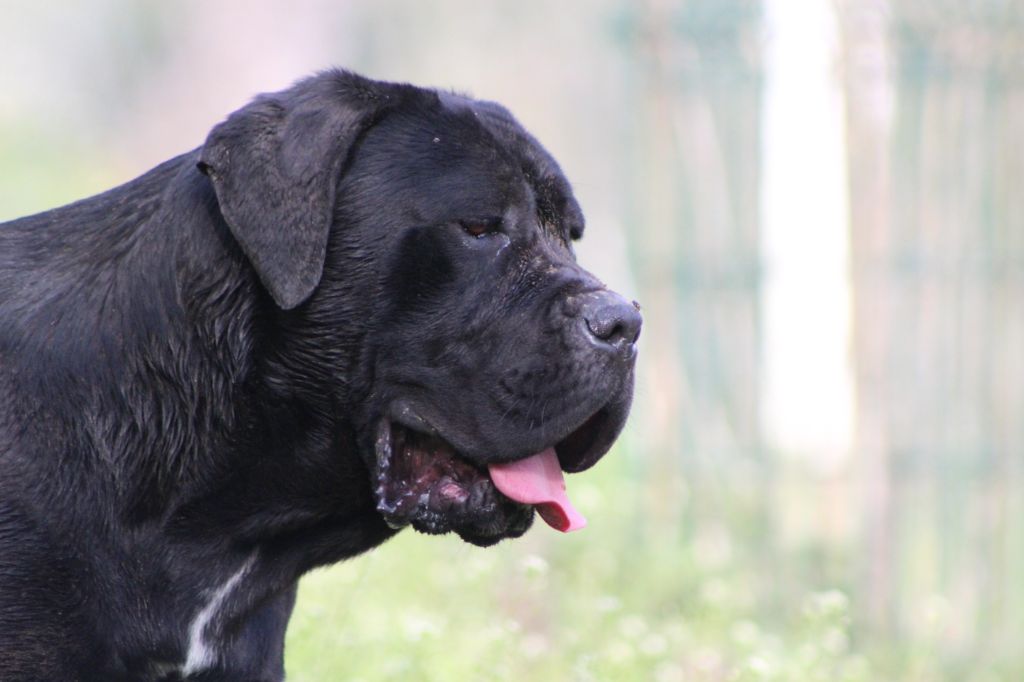 Orka de Genevayse