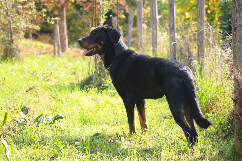 Vicomte (Sans Affixe)