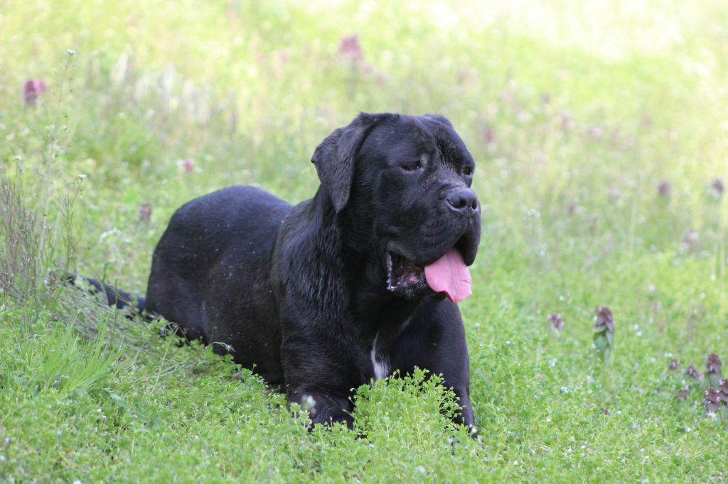 Orka de Genevayse