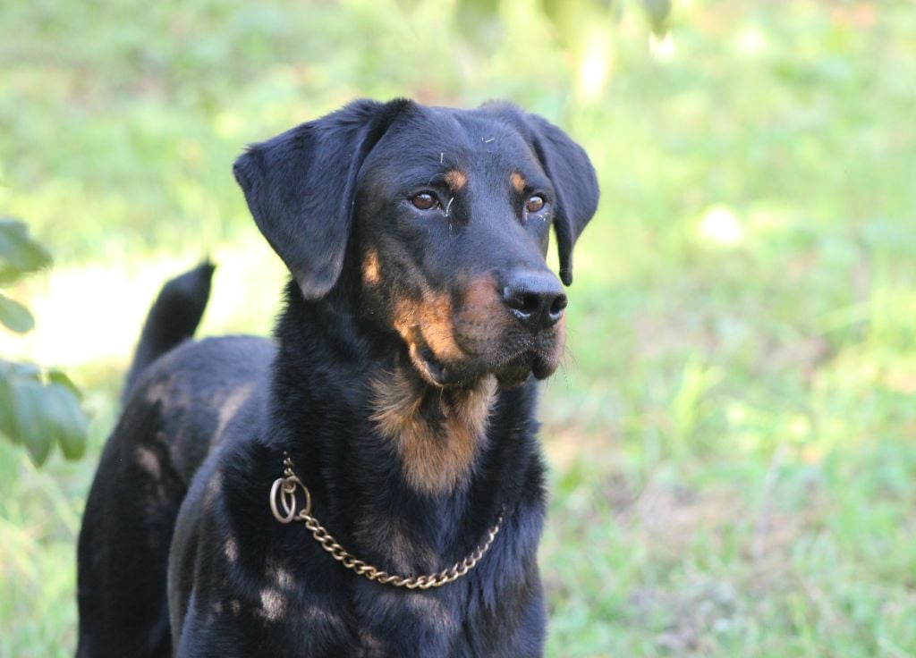 Vicomte (Sans Affixe)